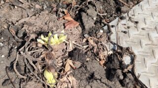 北国にも小さな春